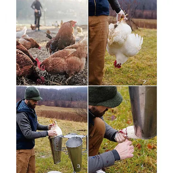 Hausschlachtung Huhn Nachhaltige Selbstversorgung Landwirtschaft Essen Ratgeber